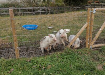 Les cochons du Ranch du Phoenix : Stage à la ferme à Saint-Ghislain Neufmaison dans le hainaut