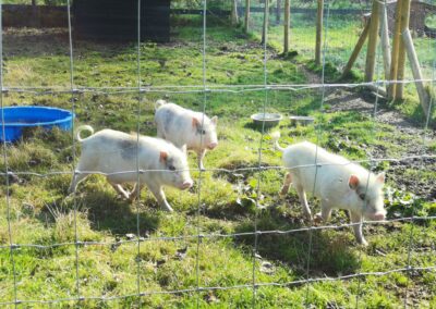 Les cochons du Ranch du Phoenix : Stage à la ferme à Saint-Ghislain Neufmaison dans le hainaut