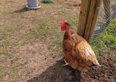 Les poules du Ranch du Phoenix : Stage à la ferme à Saint-Ghislain Neufmaison dans le hainaut