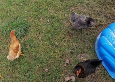 Les poules du Ranch du Phoenix : Stage à la ferme à Saint-Ghislain Neufmaison dans le hainaut