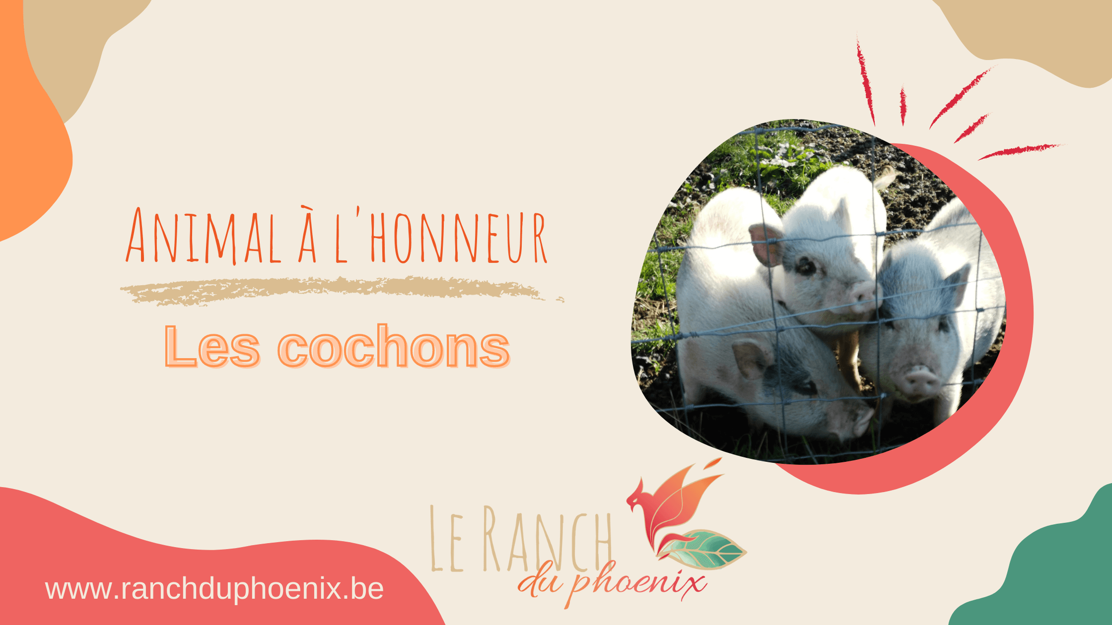 Animal à l'honneur : les cochons au Ranch du Phoenix, ferme d'animation, stages à Saint-Ghislain, Neufmaison